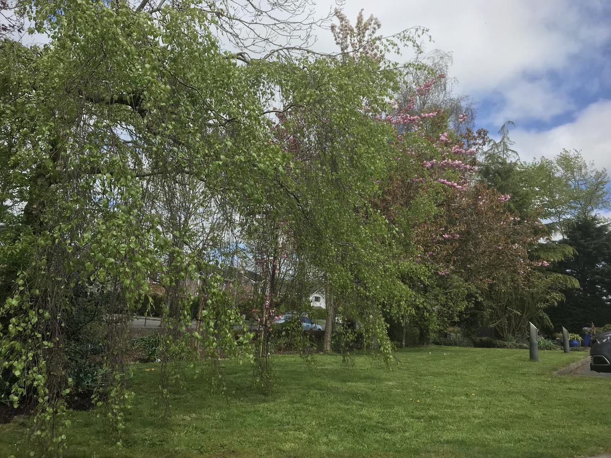 Bramble Lodge Blarney Esterno foto